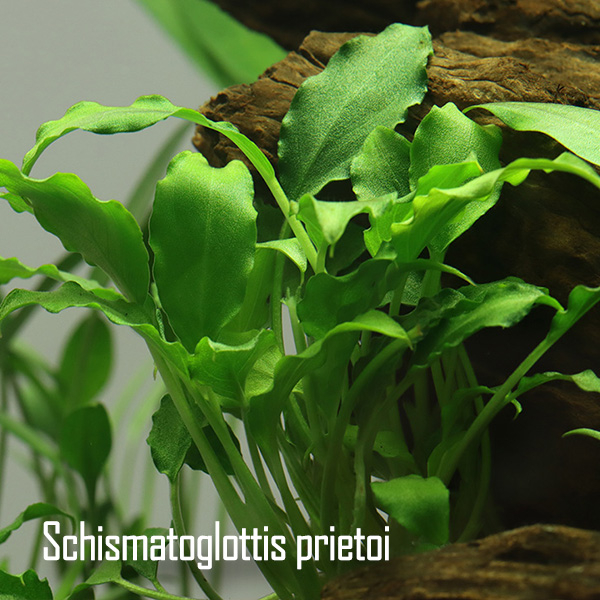 Schismatoglottis prietoi - Philippinisches Speerblatt 1-2-Grow!